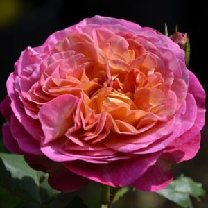 centenaire-de-lha-les-roses-santener-de-lej-le-dominique-massad-francija-2004-1 | ЛПХ питомник роз "ГАРАНТ"