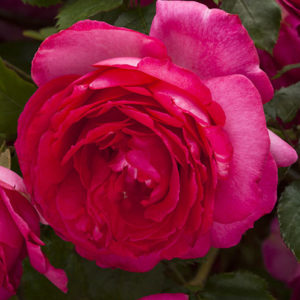 ciklamen_p_er_de_ronsar_cyclamen_pierre_de_ronsard | ЛПХ питомник роз "ГАРАНТ"